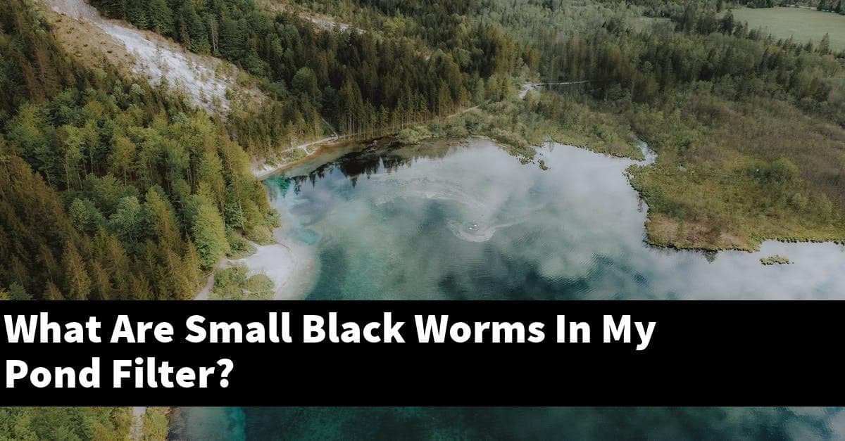 What Are Small Black Worms In My Pond Filter?