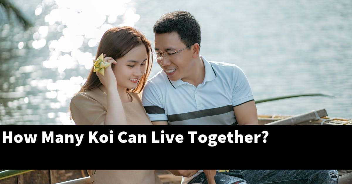 How Many Koi Can Live Together?