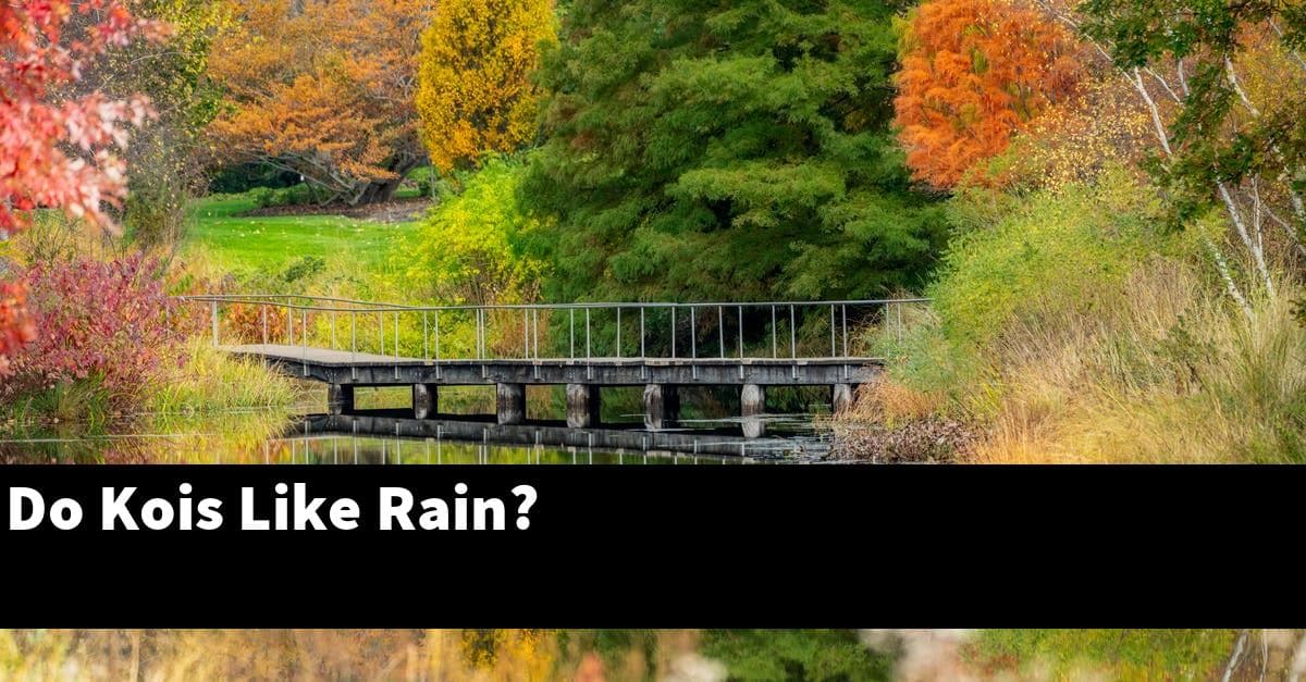 Do Kois Like Rain?