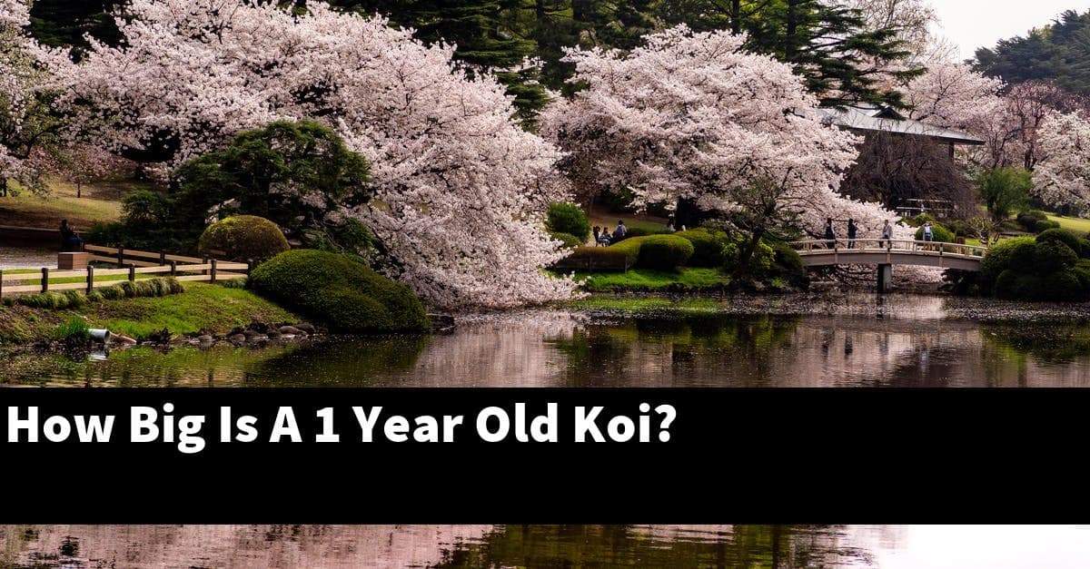 How Big Is A 1 Year Old Koi?