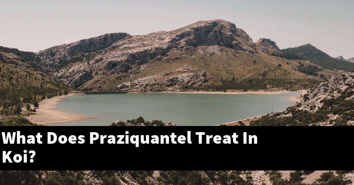 What Does Praziquantel Treat In Koi?