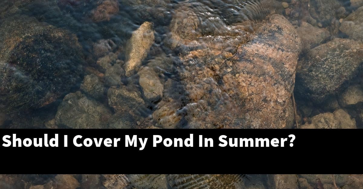 Should I Cover My Pond In Summer?