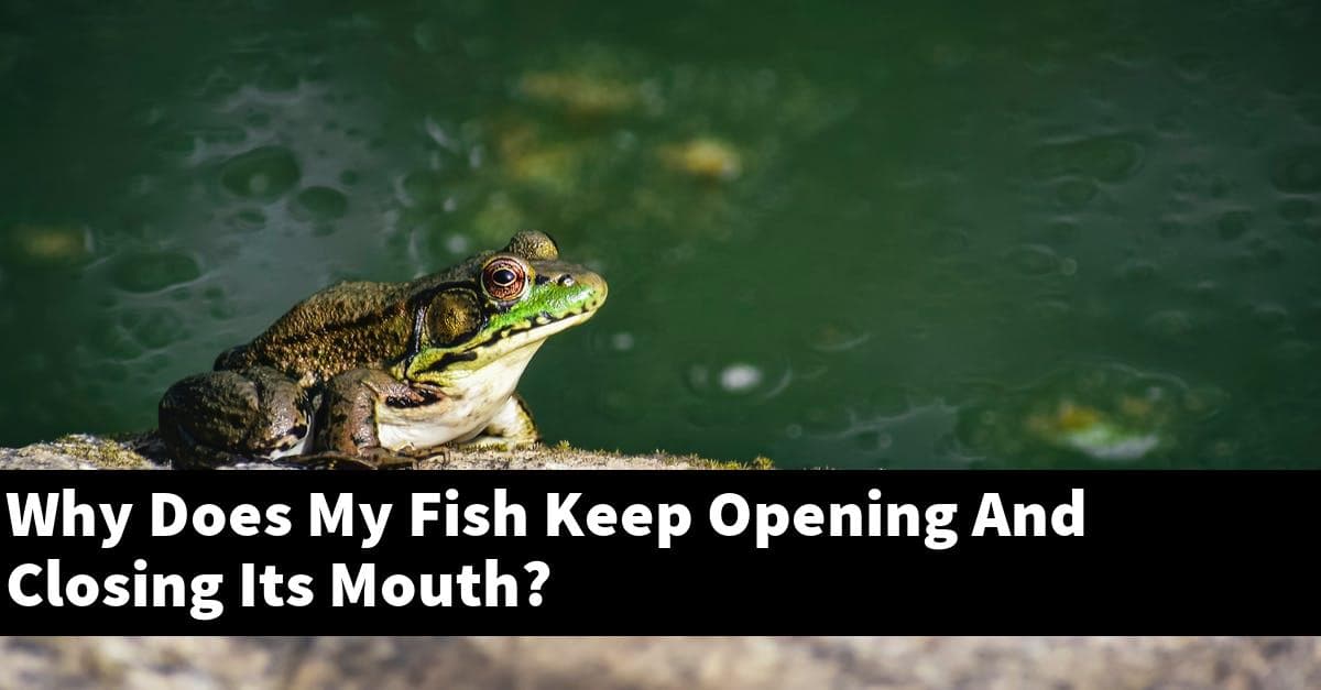 Why Does My Fish Keep Opening And Closing Its Mouth?
