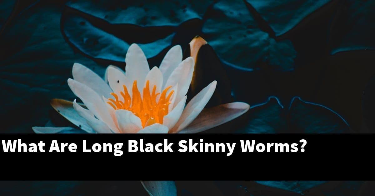 What Are Long Black Skinny Worms?