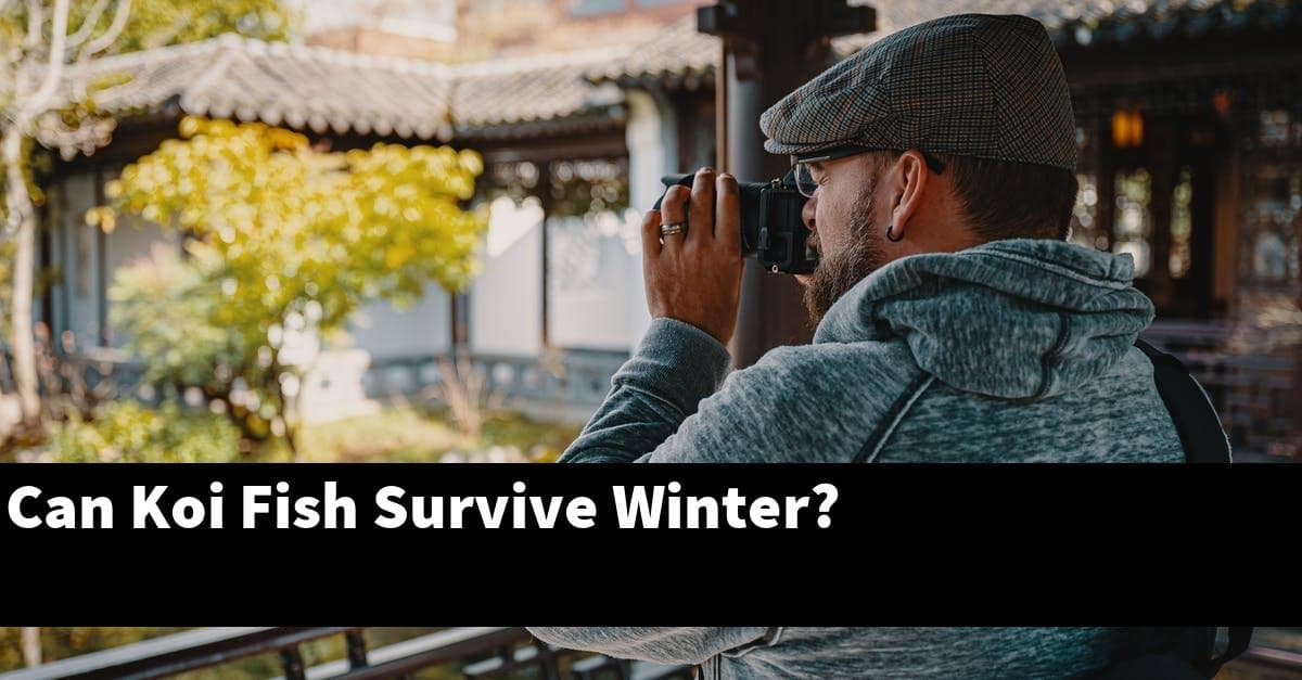 Can Koi Fish Survive Winter?