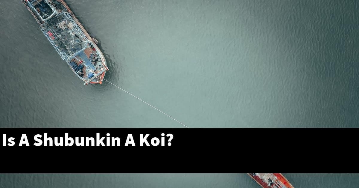 Is A Shubunkin A Koi?