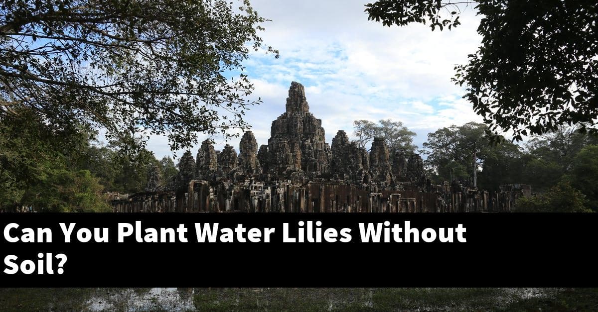 Can You Plant Water Lilies Without Soil?
