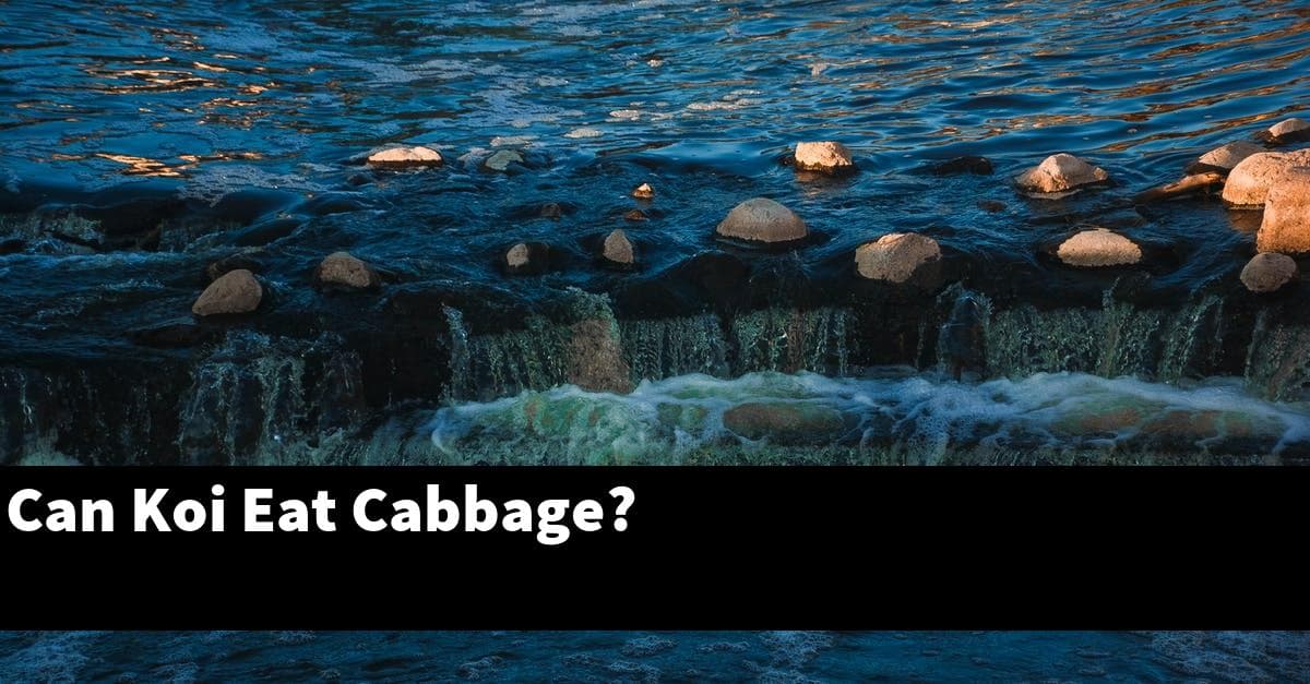 Can Koi Eat Cabbage?