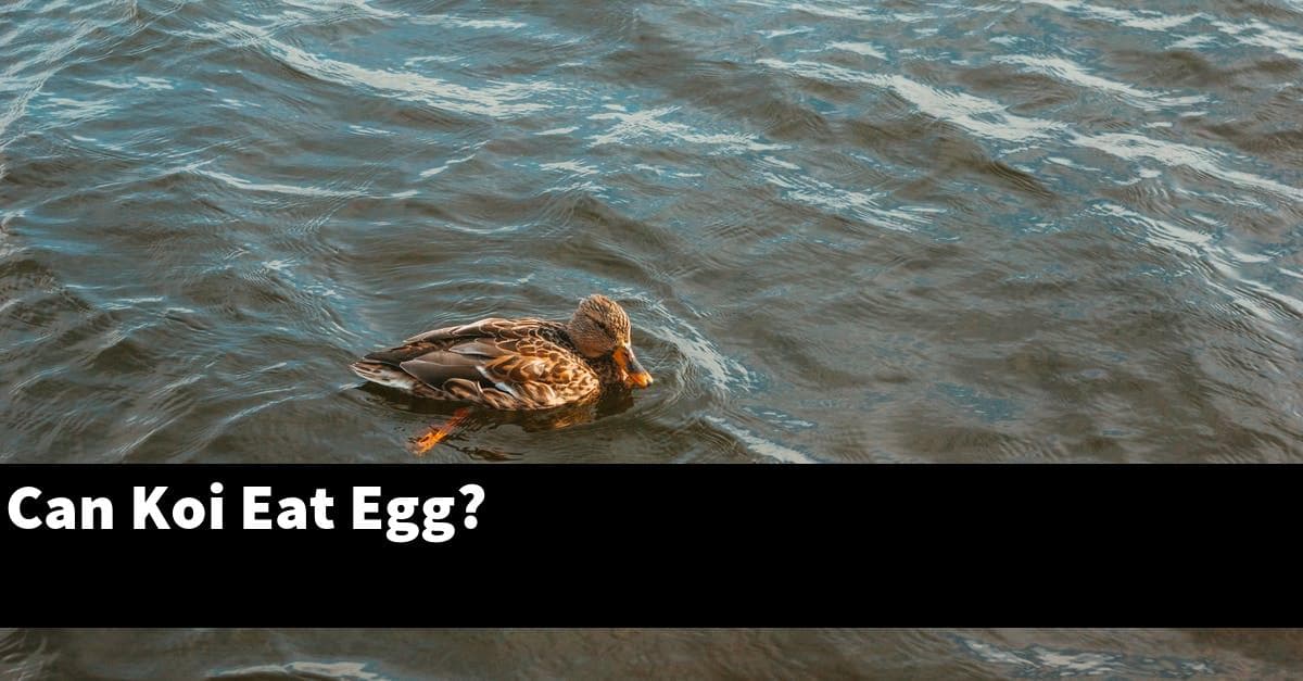 Can Koi Eat Egg?