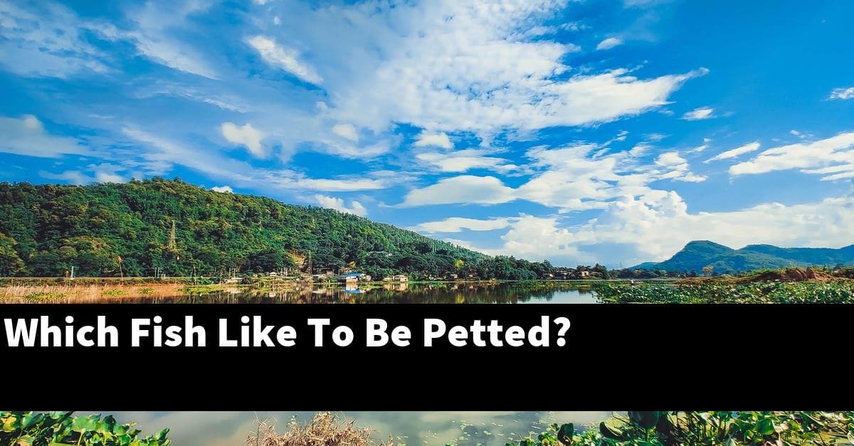 Which Fish Like To Be Petted?