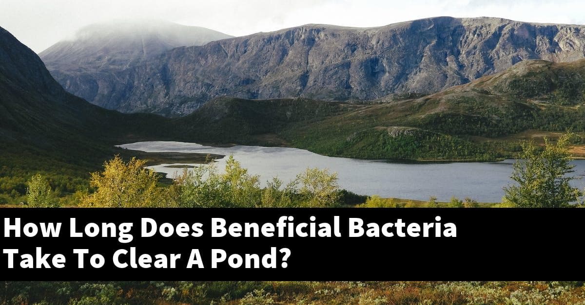 How Long Does Beneficial Bacteria Take To Clear A Pond?