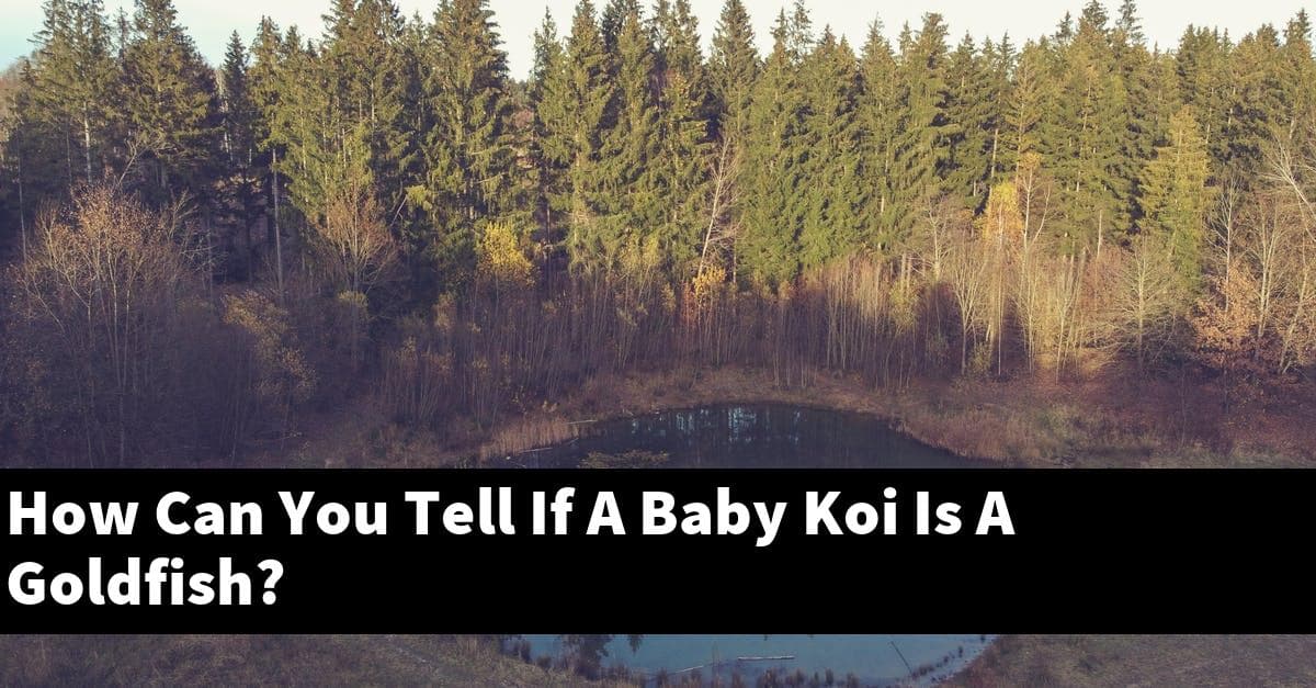 How Can You Tell If A Baby Koi Is A Goldfish?