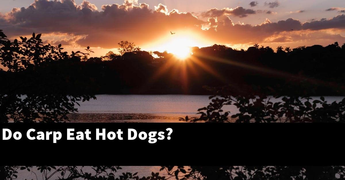 Do Carp Eat Hot Dogs?