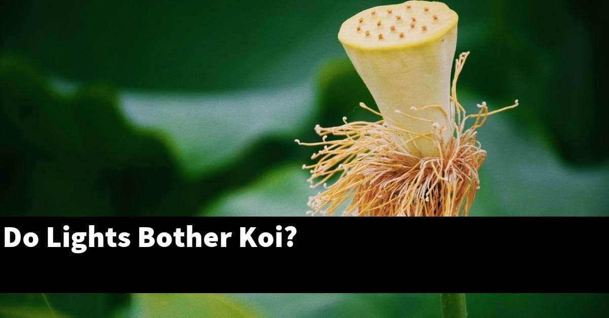 Do Lights Bother Koi?