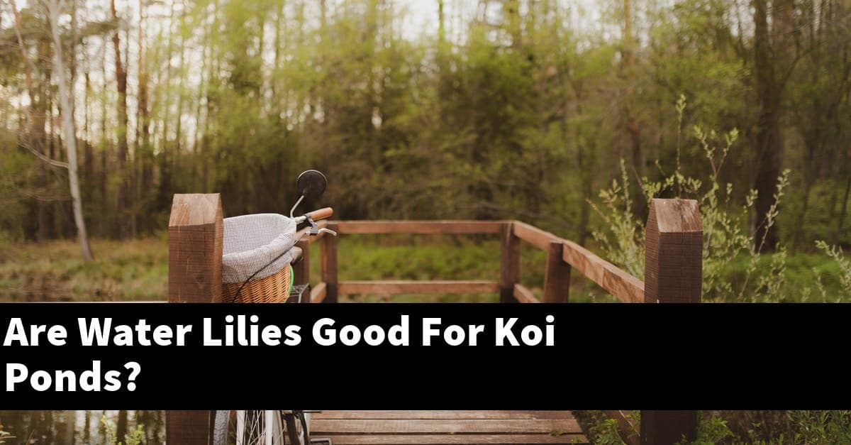 Are Water Lilies Good For Koi Ponds?