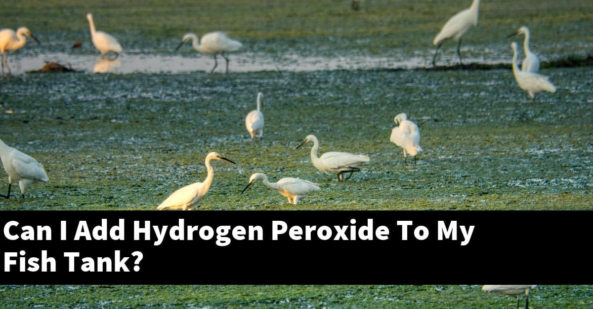 Can I Add Hydrogen Peroxide To My Fish Tank?