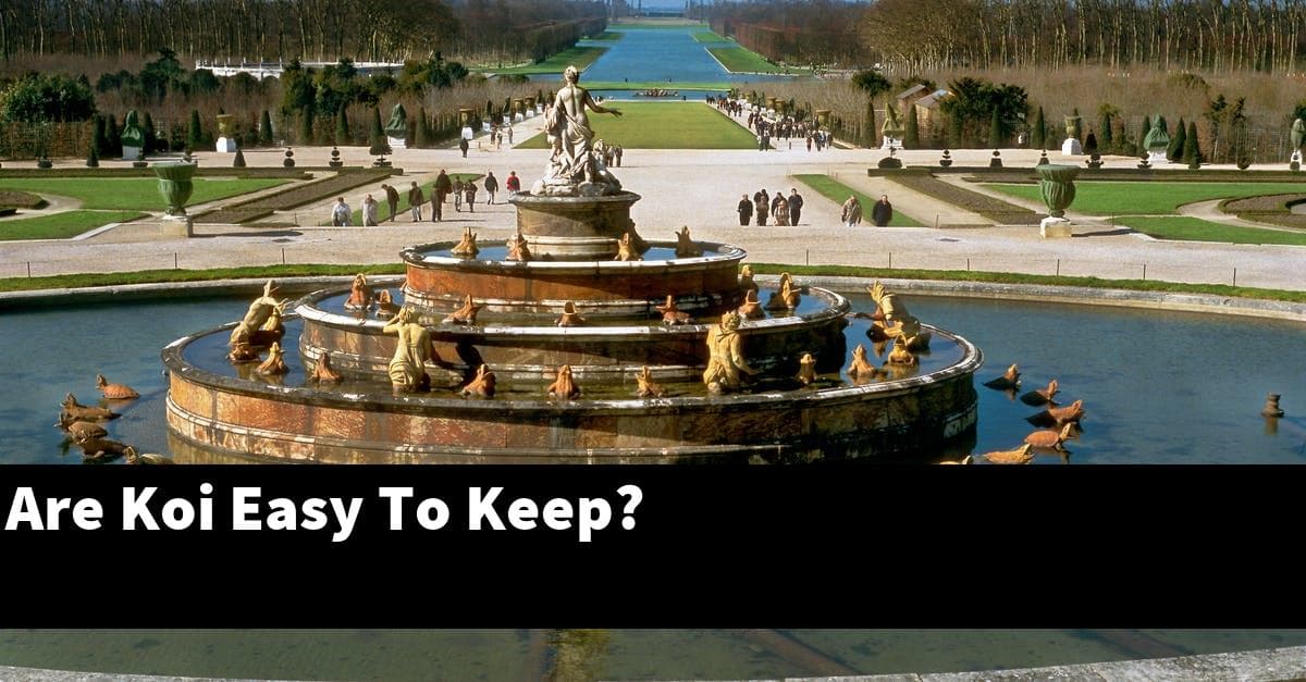 Are Koi Easy To Keep?