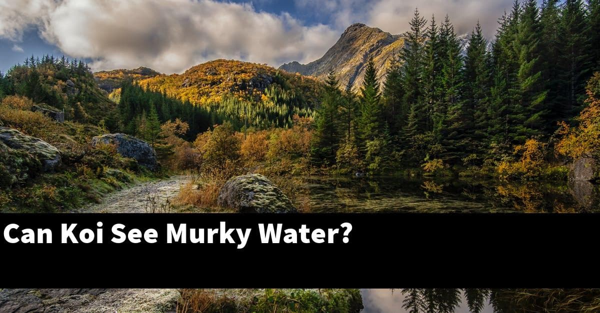 Can Koi See Murky Water?