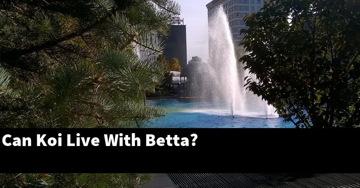 Can Koi Live With Betta?