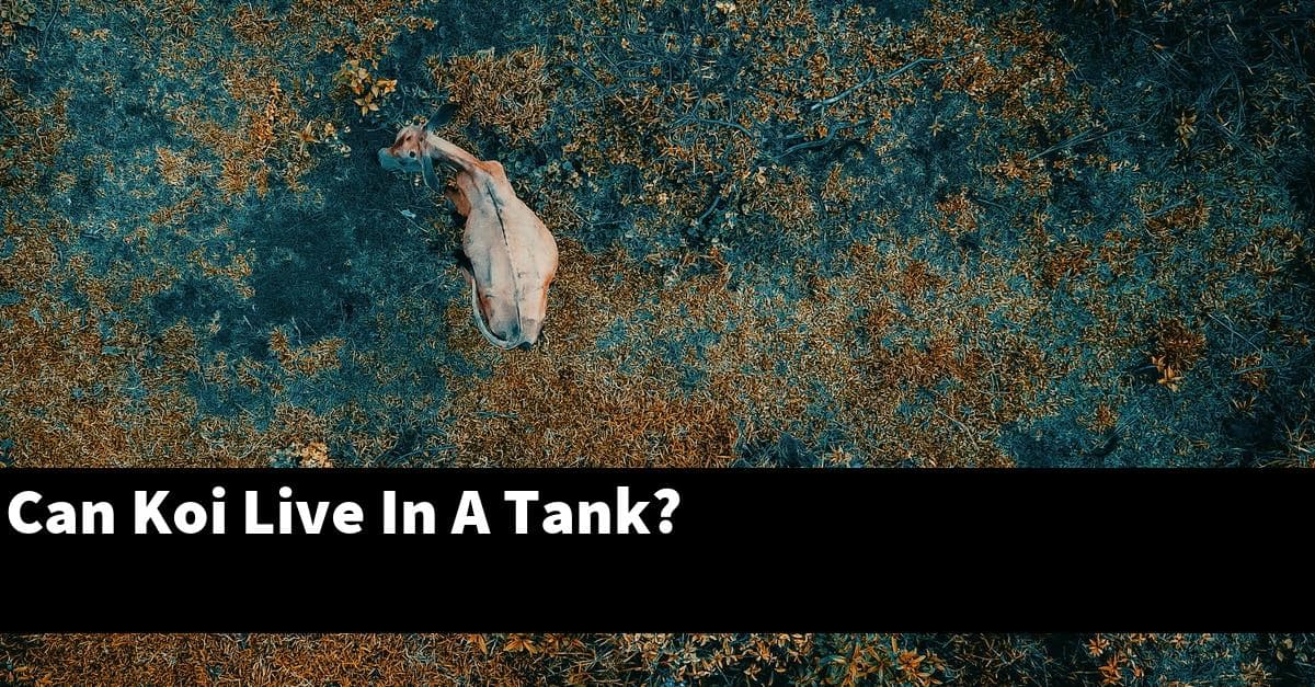 Can Koi Live In A Tank?
