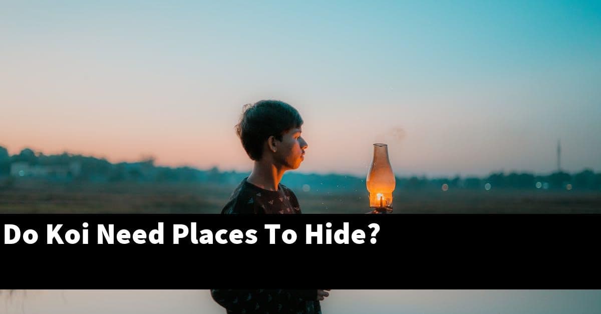 Do Koi Need Places To Hide?