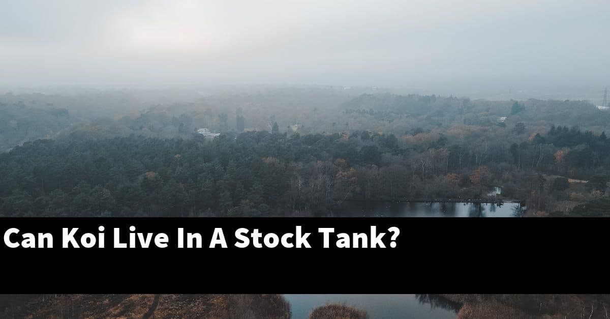 Can Koi Live In A Stock Tank?