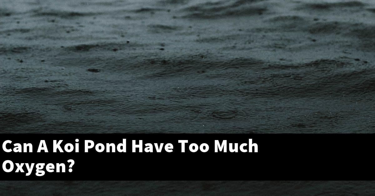 Can A Koi Pond Have Too Much Oxygen?