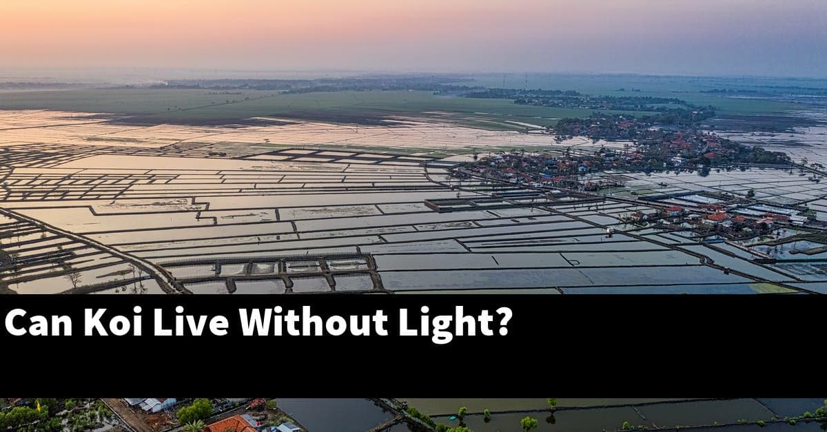 Can Koi Live Without Light?