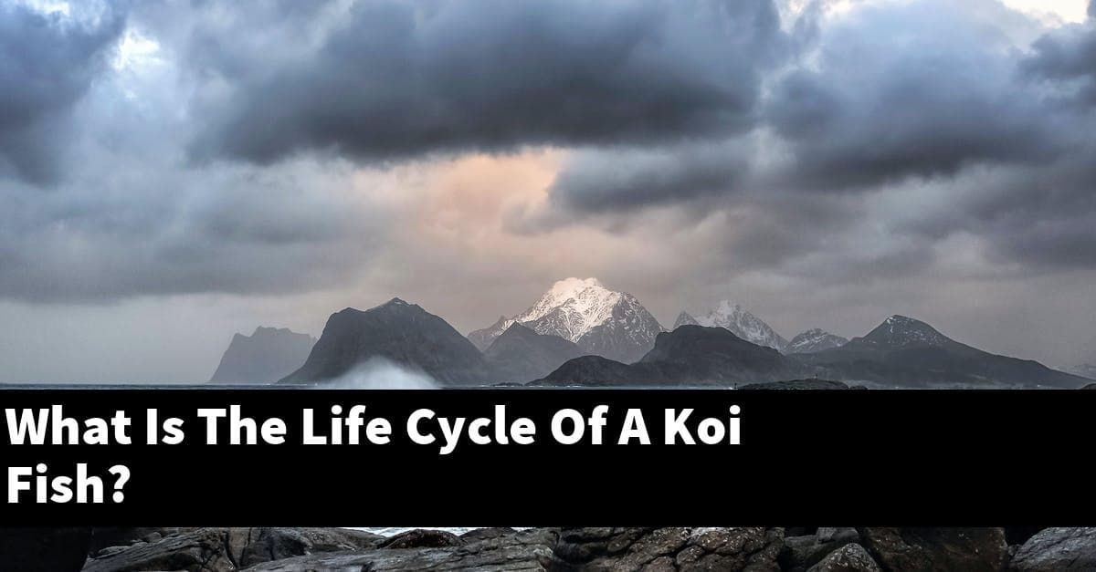 What Is The Life Cycle Of A Koi Fish?