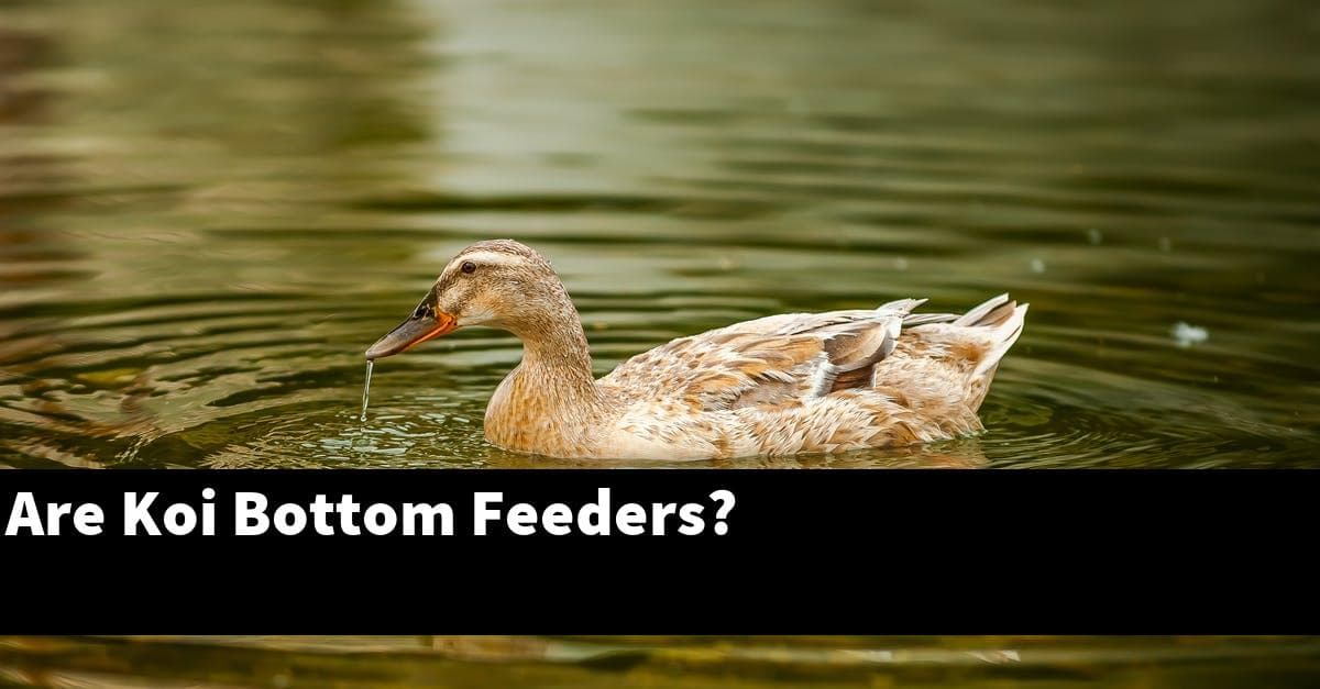 Are Koi Bottom Feeders?