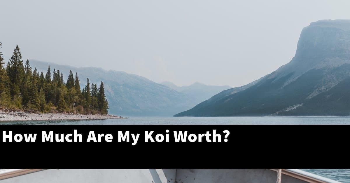 How Much Are My Koi Worth?
