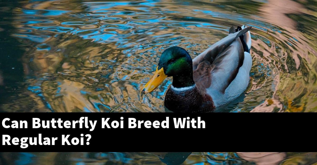 Can Butterfly Koi Breed With Regular Koi?