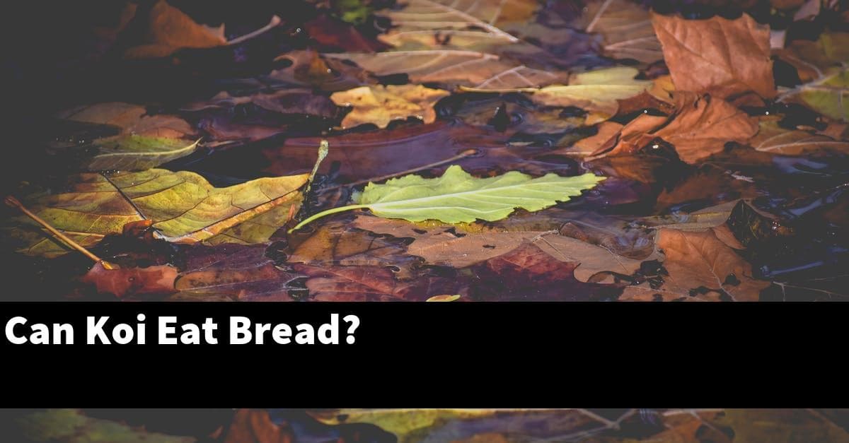 Can Koi Eat Bread?
