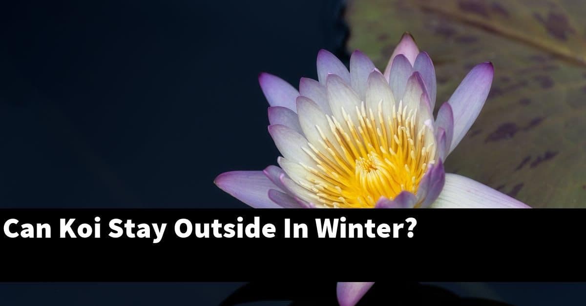Can Koi Stay Outside In Winter?