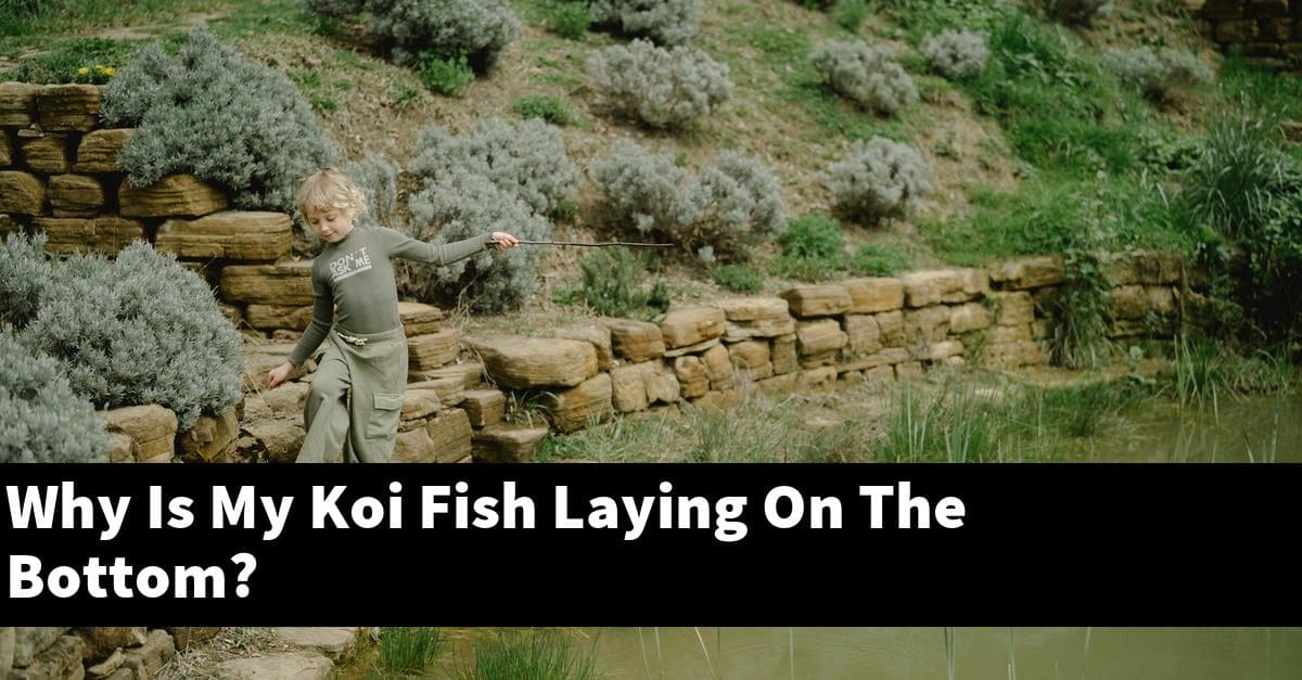 Why Is My Koi Fish Laying On The Bottom?