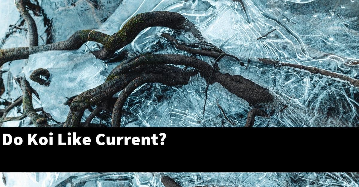 Do Koi Like Current?