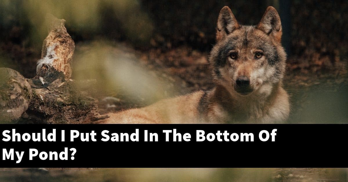 Should I Put Sand In The Bottom Of My Pond?