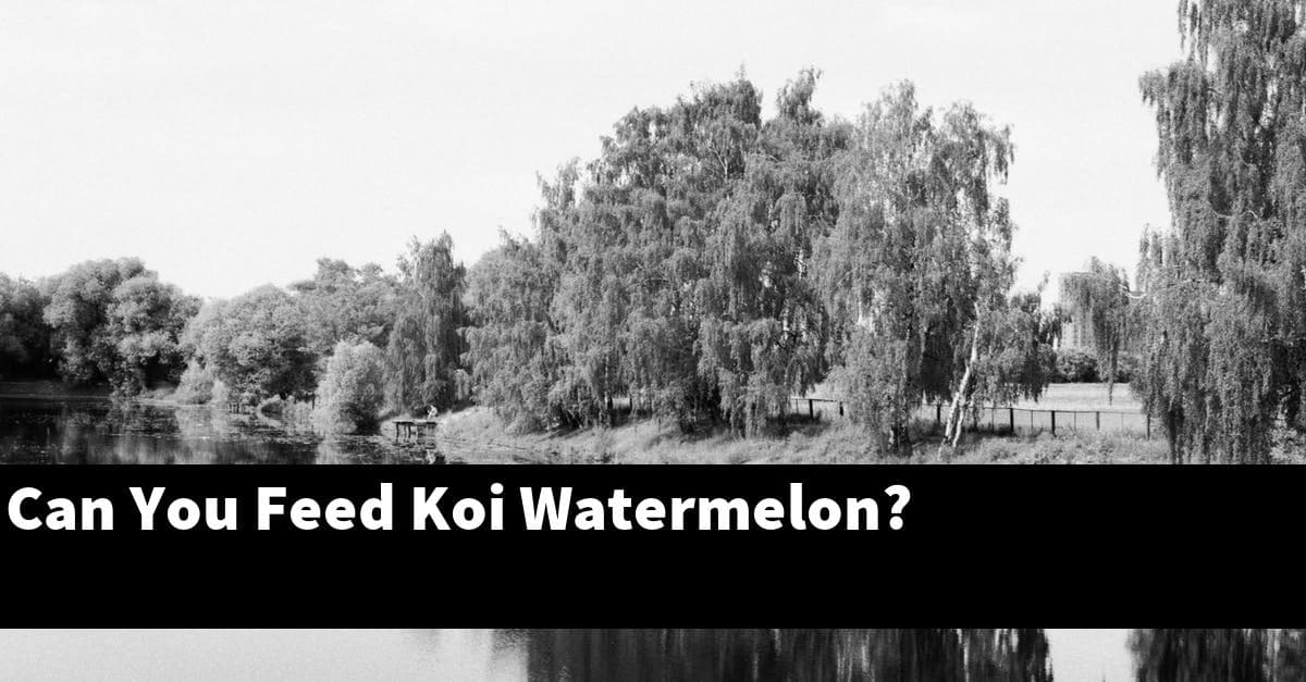 Can You Feed Koi Watermelon?