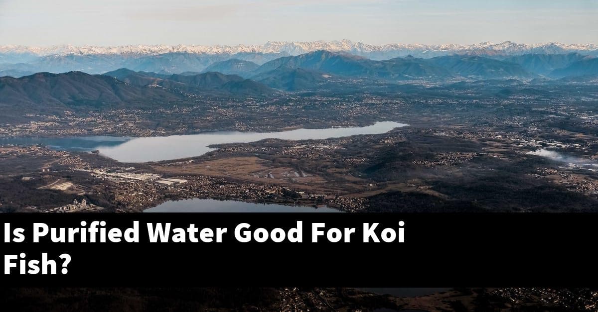 Is Purified Water Good For Koi Fish?