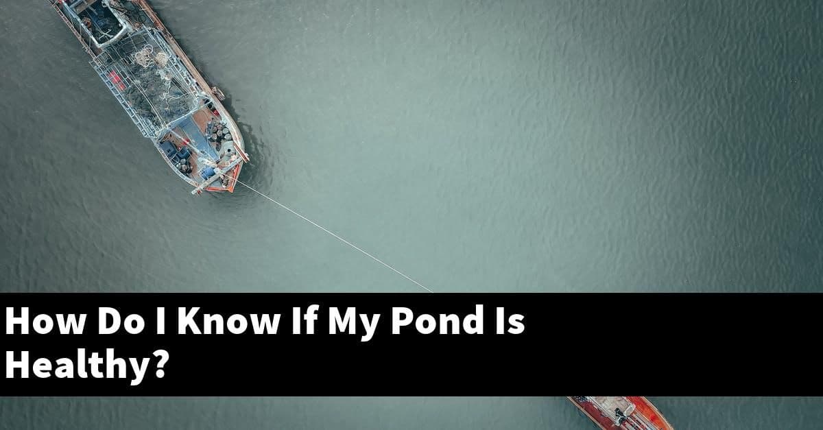 How Do I Know If My Pond Is Healthy?