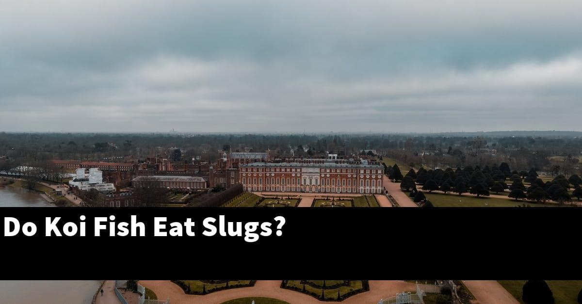Do Koi Fish Eat Slugs?