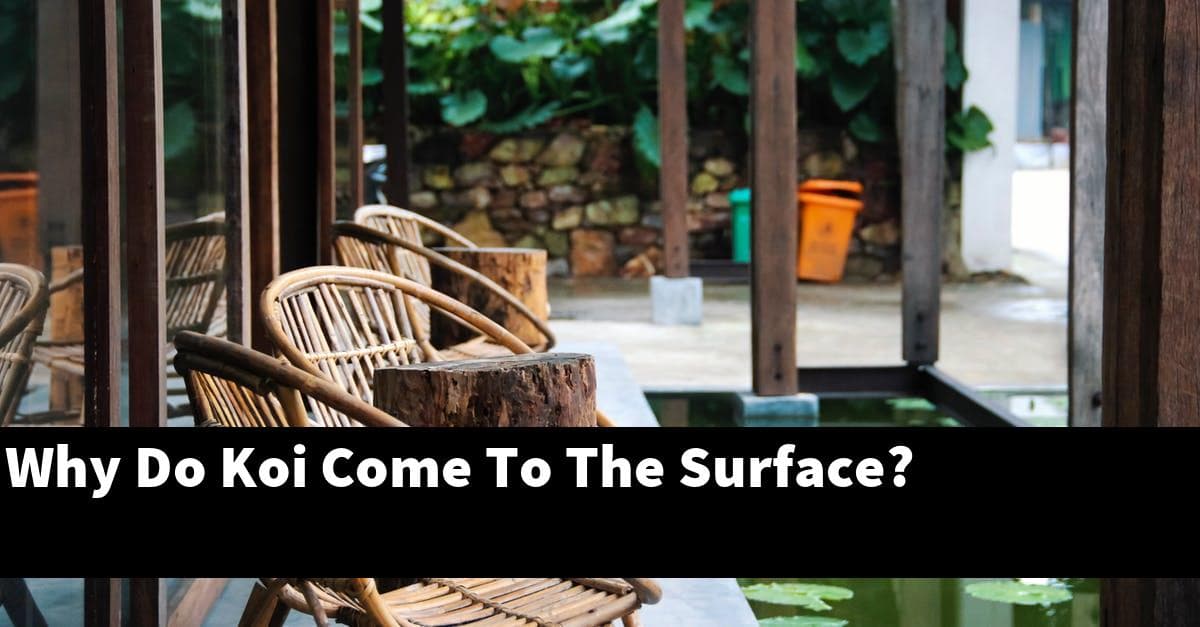 Why Do Koi Come To The Surface?