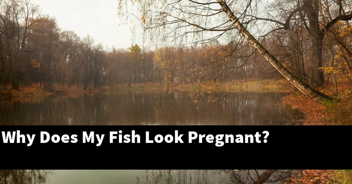 Why Does My Fish Look Pregnant?