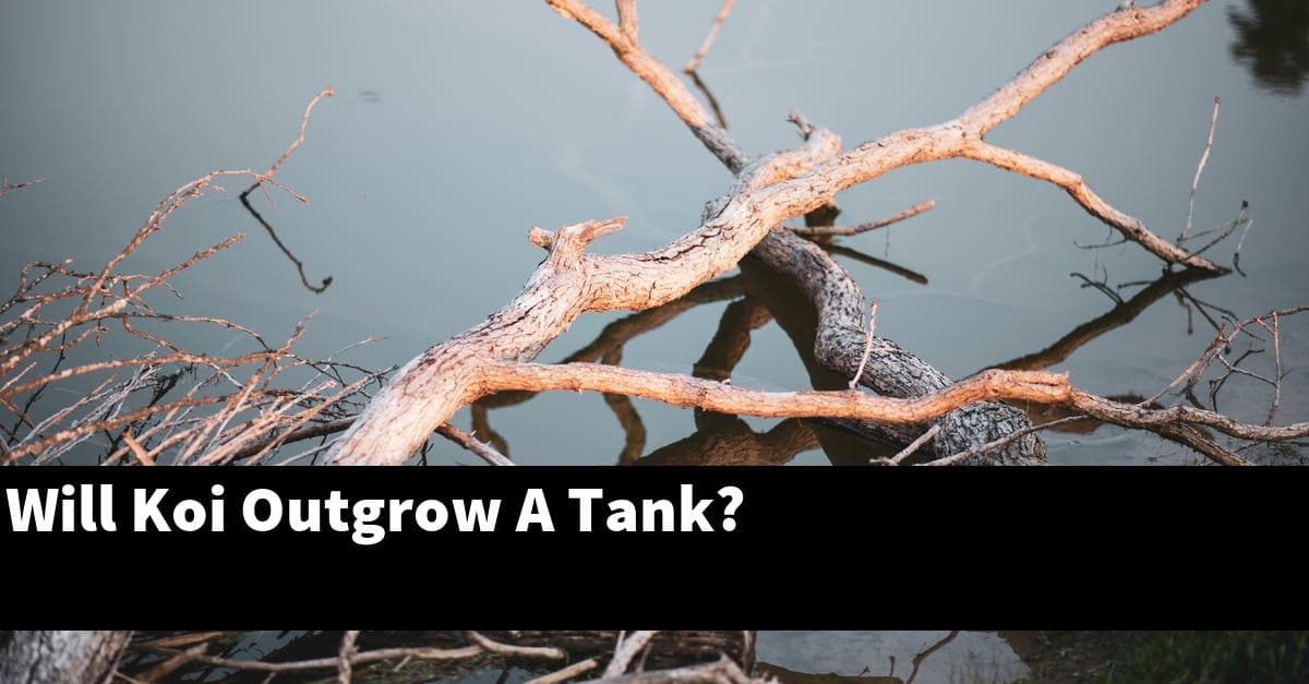 Will Koi Outgrow A Tank?