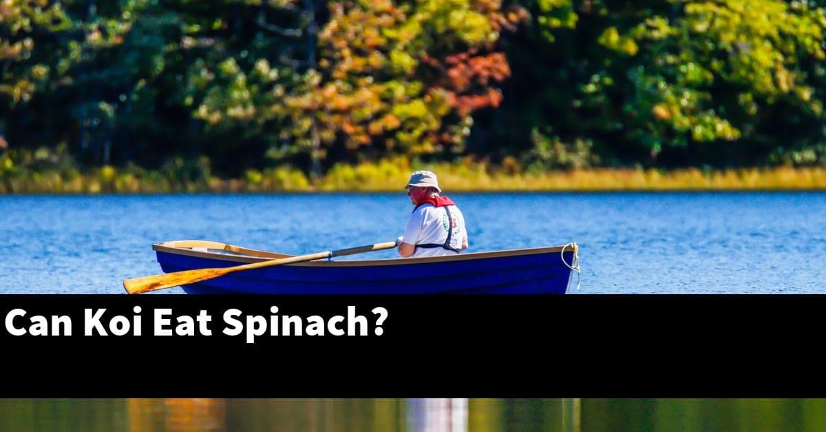 Can Koi Eat Spinach?