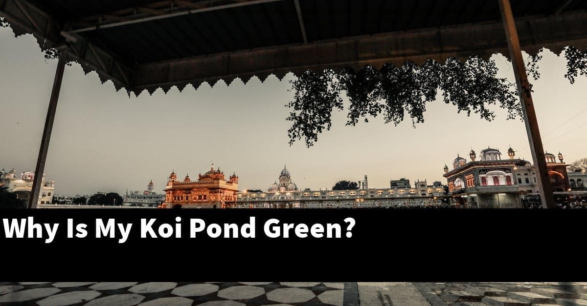 Why Is My Koi Pond Green?