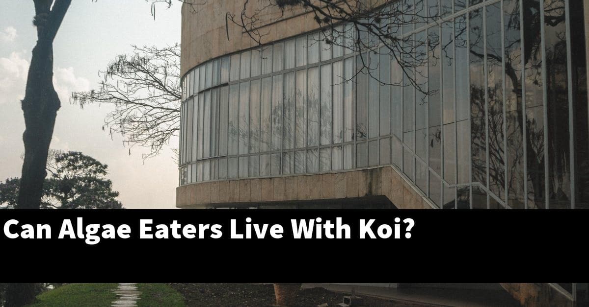 Can Algae Eaters Live With Koi?
