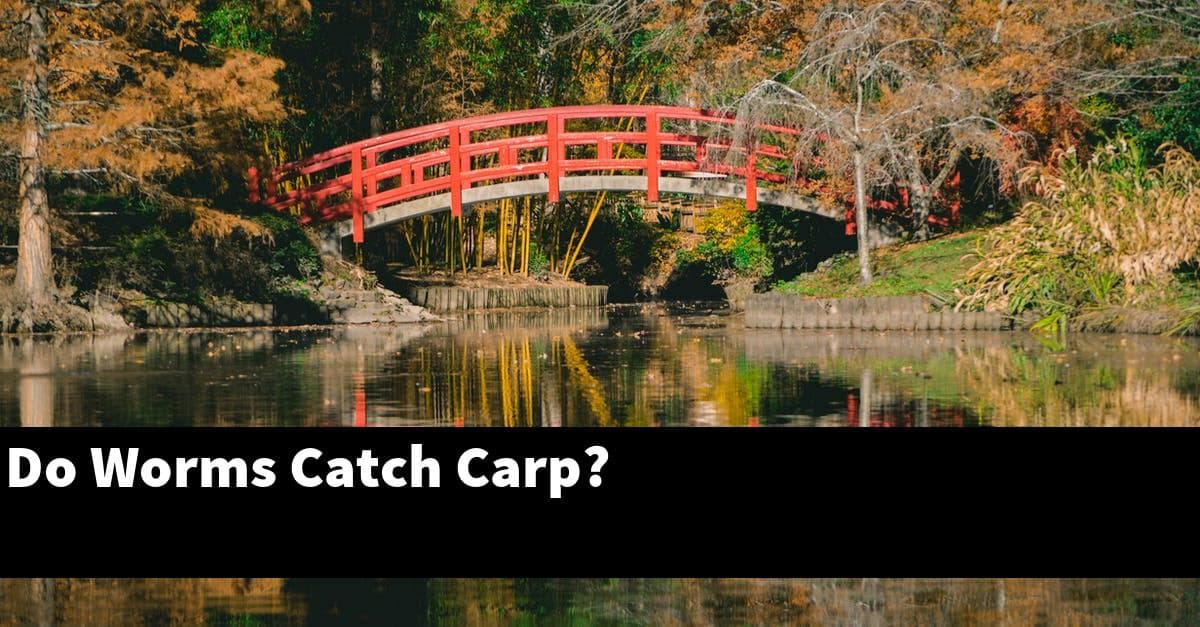 Do Worms Catch Carp?