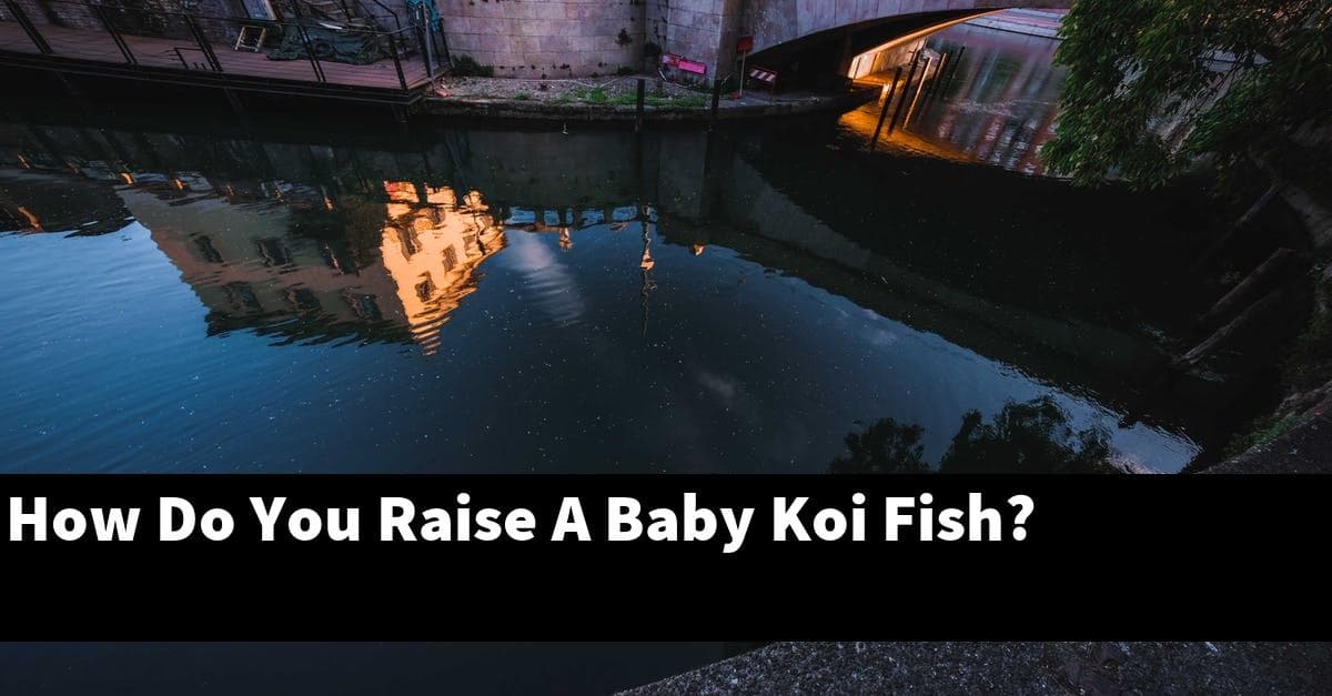 How Do You Raise A Baby Koi Fish?