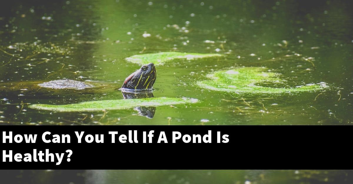 How Can You Tell If A Pond Is Healthy?